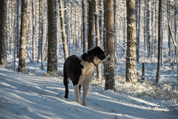 Central Asian Shepherd Dog in the winter forest