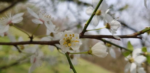 Branch with white blossoms in spring