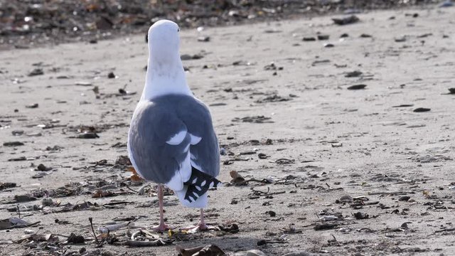 a seagull at the californian shore