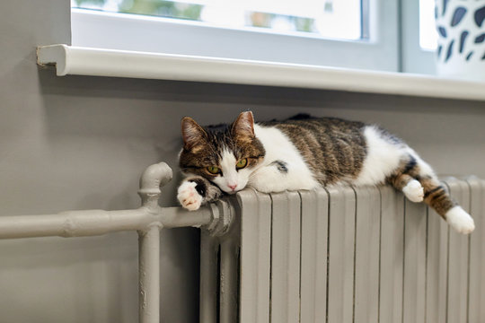 Domestic cat lying on a radiator