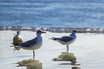 (東京都ｰ風景)港で黄昏る海鳥たち２