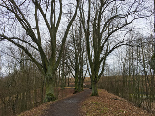 Road in autumn forest. Autumn landscape. Bare trees. Czech Republic