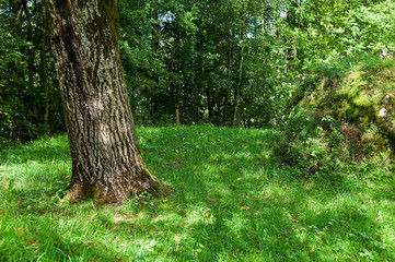 Landschaft bei M&ouml;slikapelle, ob Sachseln, Obwalden, Schweiz