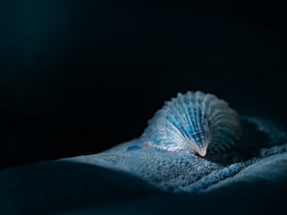 Crystalline Sea Star Snail (Thyca crystallina)