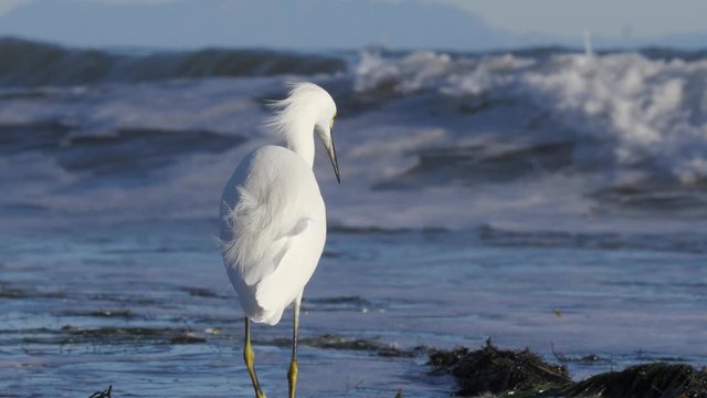 snowy egret is searching food at the californian coast