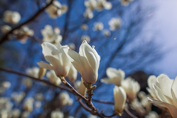 White magnolia flowers on a background of blue sky in spring