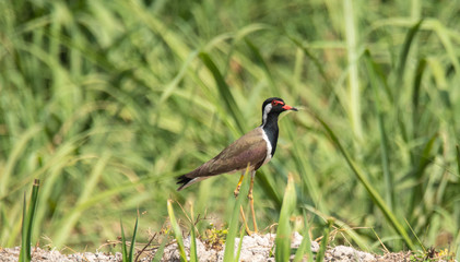 Red-wattled Lapwing