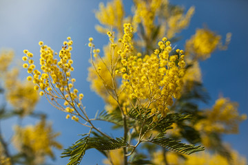 Yellow mimosa flowers on a background of blue sky in spring. Women's Day March 8th. Selective focus