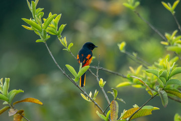 Male Scarlet minivet bird on a branch
