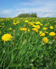 Obraz premium Löwenzahnwiese im Frühling