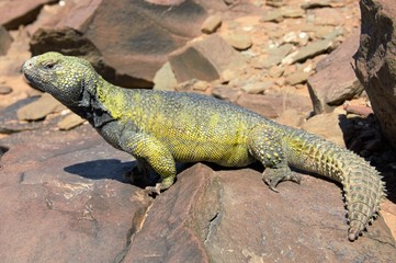 Uromastyx nigriventris, Moroccan Uromastyx