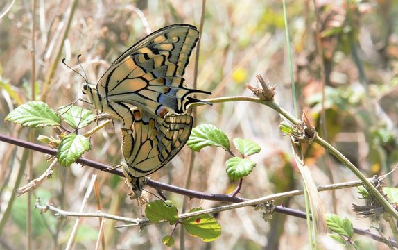 Mating of butterflies Papilio machaon 