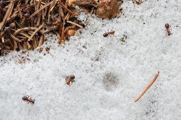 Waldameisen auf Schnee