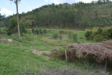 Paysage contenant des arbres et une pépinière