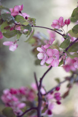 Defocus blur background of first spring young blooming buds of pink flowers of apple tree