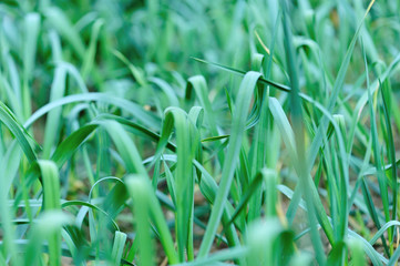Green garlic leaves in growth at vegetable garden