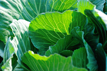 Green cabbage in growth at vegetable garden