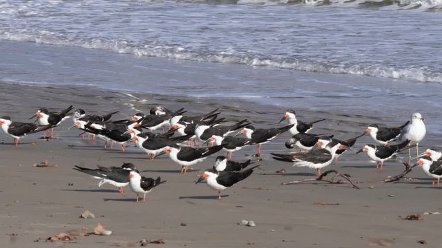 a group of black skimmers at a californian beach