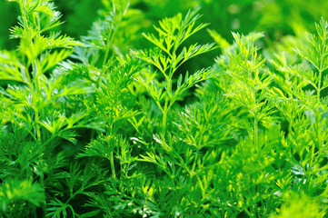 Green carrot plants in growth at vegetable garden