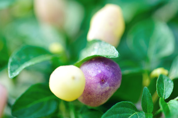 Growing Ornamental Pepper. Organic farming