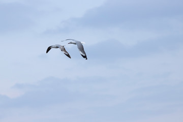 Obraz premium de pasoI