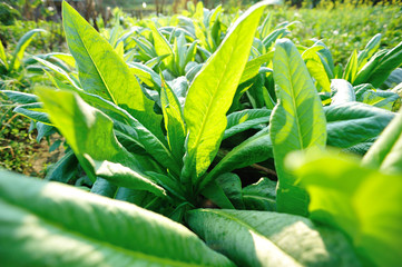 Green leaf lettuce in growth at vegetable garden