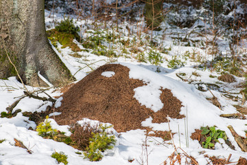 Verschneiter winterlichen Wald mit Schneebedektem Ameisenhaufen, Schnee auf Ameisenhaufen,...