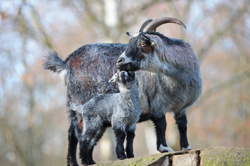 Kleine Zicke Ziege Jungtier steht und kuschelt mit ihrer Mutter liebevoll zusammen