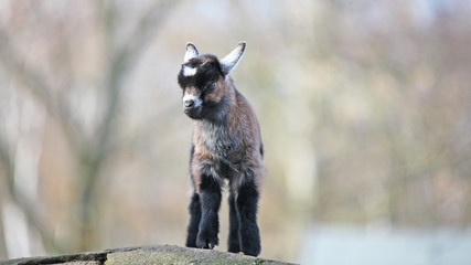 Kleine süße Ziege Zicke Zicklein Goat steht auf einem Felsen