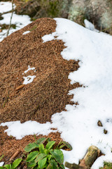 Schneehaube auf Ameisen Wohnhügel, Waldameisen auf Schneebedeckten Ameisenhaufen, Schnee auf Ameisenhaufen nach spätem Wintereinbruch, Waldameisen in Eis und Schnee 