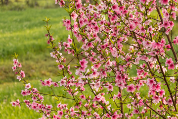 Beautiful peach tree flowers on green background