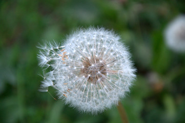Mature dandelion