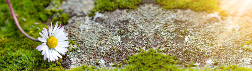 Spring background banner panorama - Daisy on mossy rocks illuminated by the morning sun