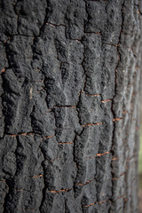 Gros plan de l'écorce brûlée, d'un arbre, à Malibu Lake