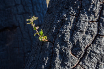 Arbre Brûlé qui renaît, à Malibu Lake