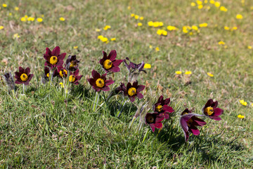 Pulsating anemones on a meadow in the French Alps
