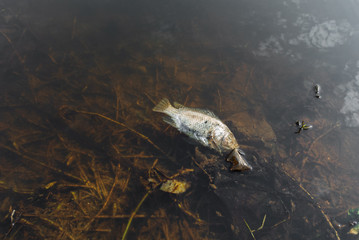 Dead Tilapia fish