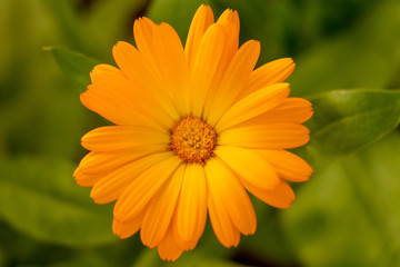 Pot marigold or  Calendula flower, close-up