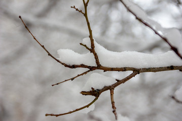 Tree branches covered in snow on a snowing day. Beautiful winter background.