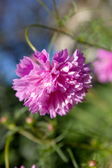 The leek onion bloom. Beautiful blossoming violet onions in sun rays and sun flares. Gardening. Cultivation of vegetables.