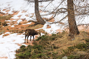 camoscio nel parco nazionale del Gran Paradiso