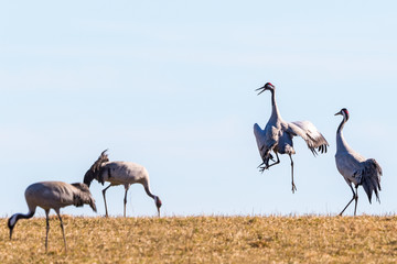 Naklejka premium Dancing crane on the field