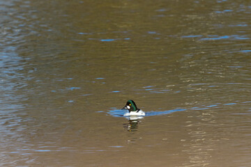 Goldeneye swimming in the water