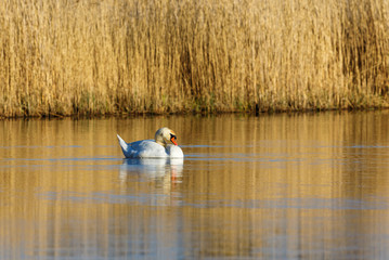 Mute swan lying and resting on the lake in the sunshine
