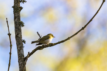 Wood Warbler sits on a branch in the woods