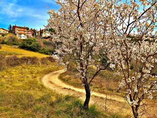 tree in autumn in Barcelona