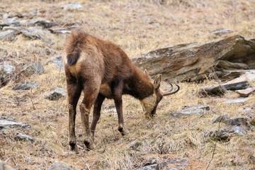 camoscio nel parco nazionale del Gran Paradiso