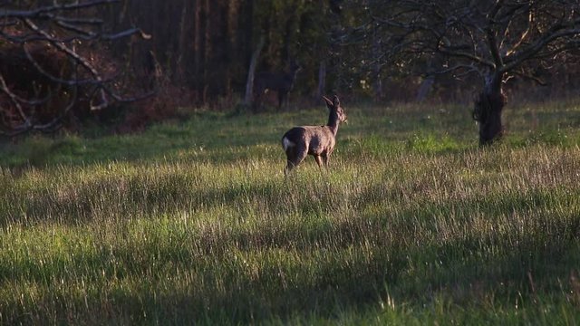 roe deer urinating in a field of grass at sunset