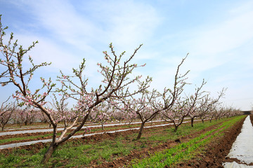 Peach trees bloom in the fields in spring