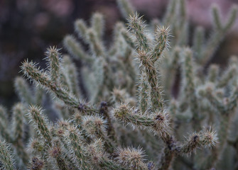 Buisson de cactus à Red Rock.